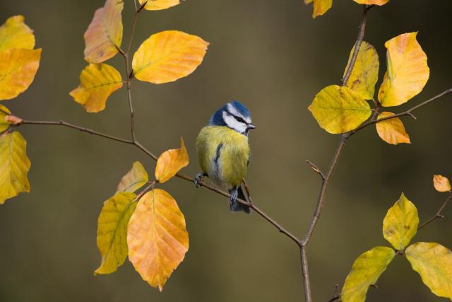 Blue tit (Parus caeruleus) perched on Beech twig in Autumn, UK, © Ernie Janes / naturepl.com