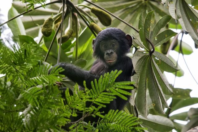 Portrait of a young Bonobo from the Nkala group in the forest canopy in the Nkala village, Malebo, Democratic Republic of the Congo, © Karine Aigner
