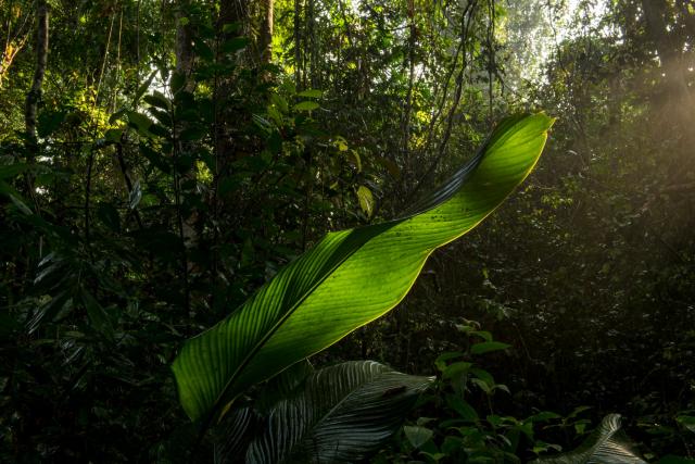 Interior forest view © Neil Ever Osborne
