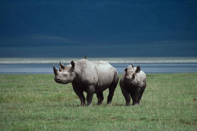Black rhinoceros (Diceros bicornis); Ngorongoro Crater, Tanzani
