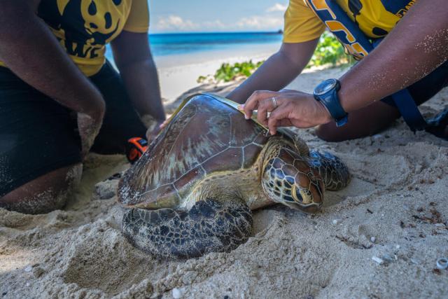 A group of turtle monitoring volunteers measure and tag a green turtle