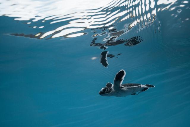Green turtle young in the ocean