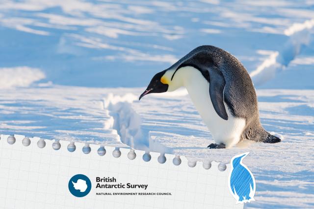 Antarctica Live Lesson