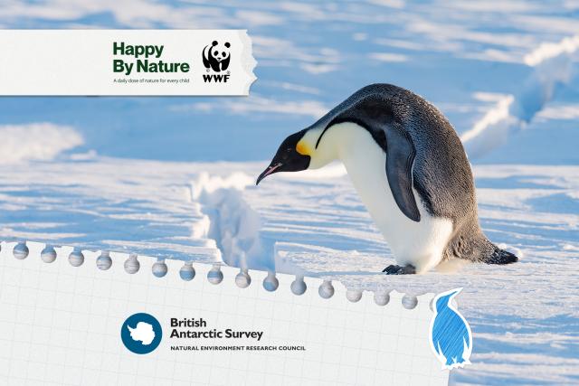 Penguin walking on ice, judging how to get over a crack