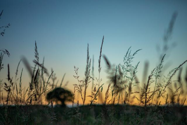 Silhouette of trees and grasses at sunset alongside beaver enclosure. River Glaven, North Norfolk, UK © Greg Armfield / WWF-UK