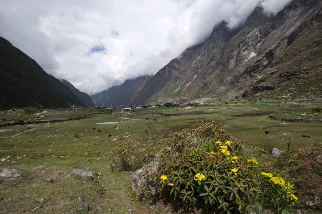 Wild flowers growing alongside the Langtang trail. Langtang village, Langtang National Park, Nepal. © Simon de TREY-WHITE / WWF-UK