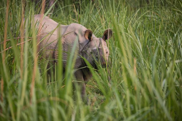 A greater one-horned rhino  (Rhinoceros unicornis) in the Royal Chitwan National Park in Nepal. © Karine Aigner/WWF-US 