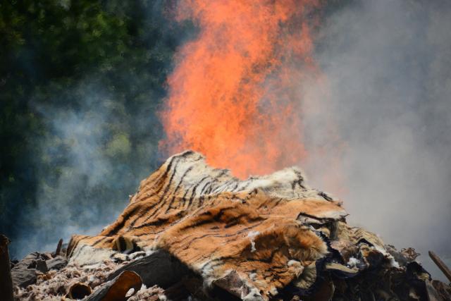 Nepal burnt its stockpile of wildlife parts demonstrating the nation’s commitment towards zero tolerance of wildlife crime. © WWF-Nepal / Akash Shrestha