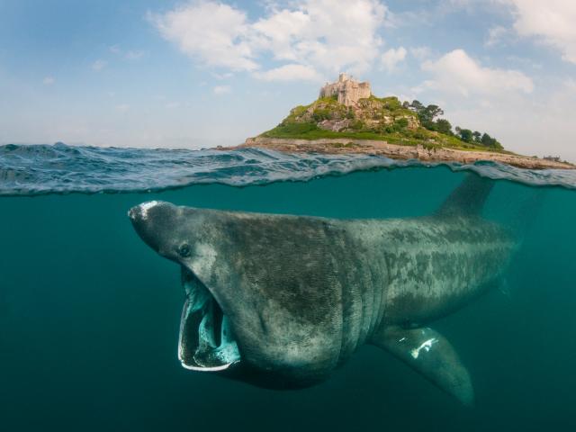 Basking shark off of the coast