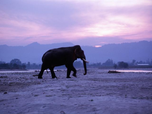 Male Asian elephant at sunset