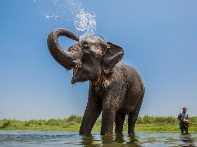 Asian elephant washing itself in a stream