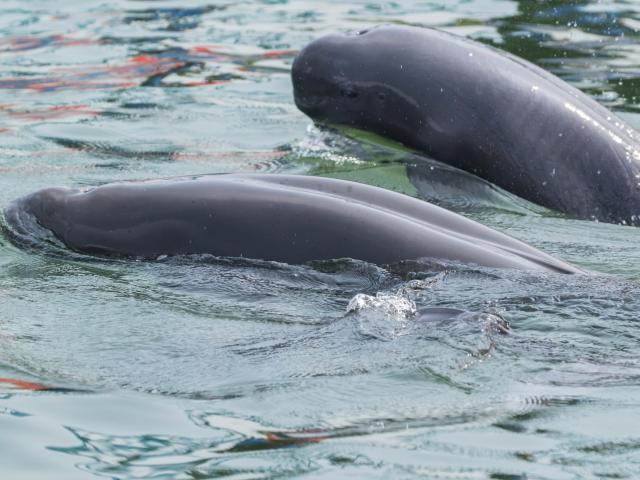 2 Yangtze finless porpoises