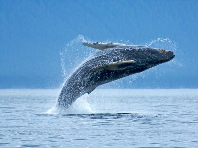 Humpback whale breaching