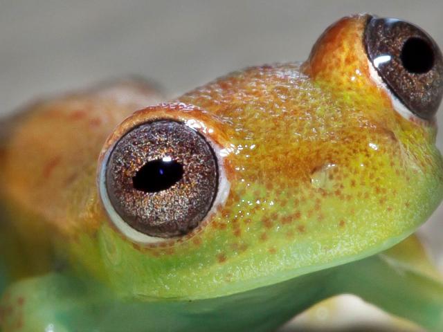 Frog in the Pacaya Samira Reserve in the Peruvian Amazon