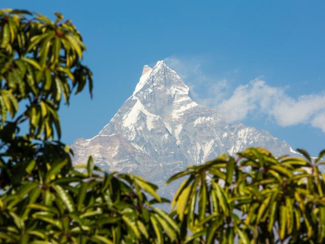 Machapuchare peaking out behind forest