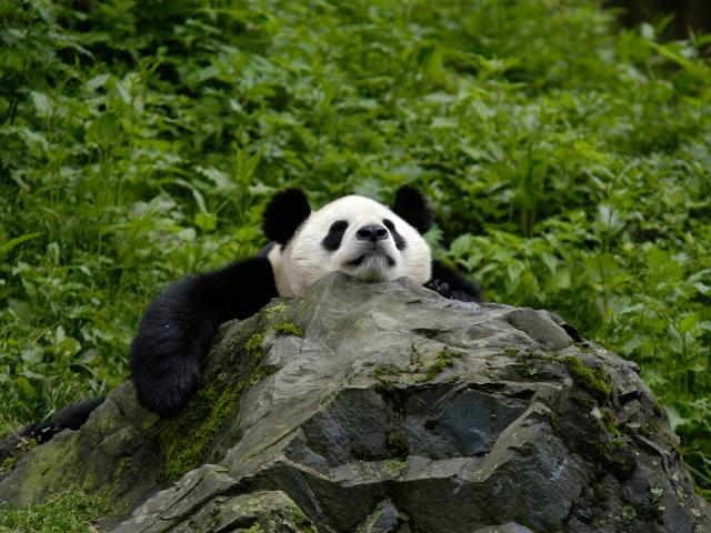 Panda asleep on a rock