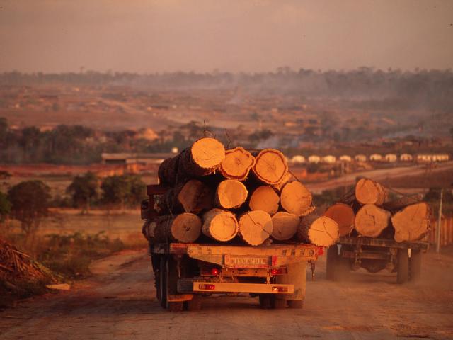 Trucks carrying logs to sawmills