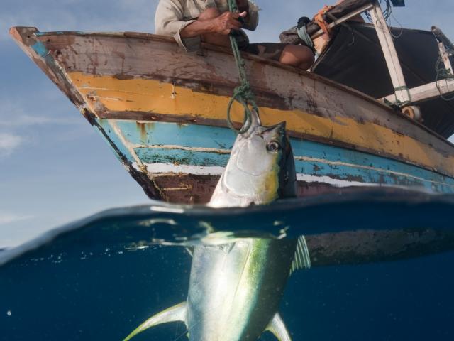 Fisherman pulling up a newly caught yellowfin tuna