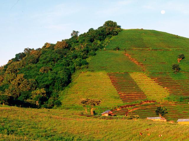 Deforestation for agriculture on Virunga's park boundary