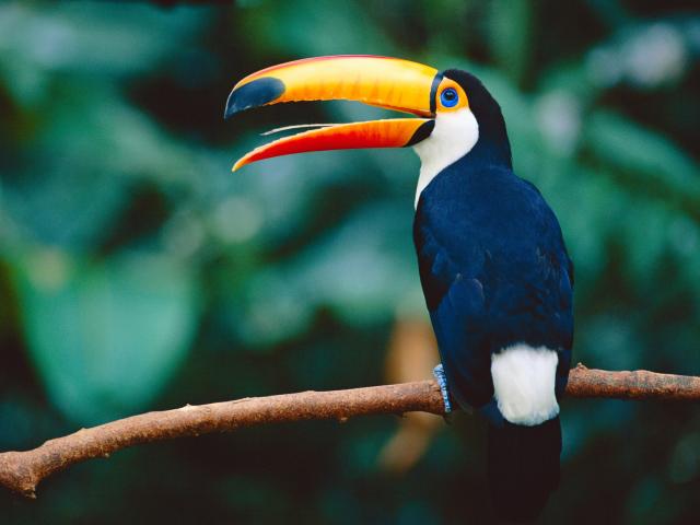 Toucan in a tree