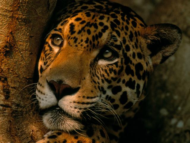 Jaguar relaxing in the shade in a tree