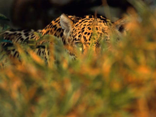 Jaguar stalking prey in long grass