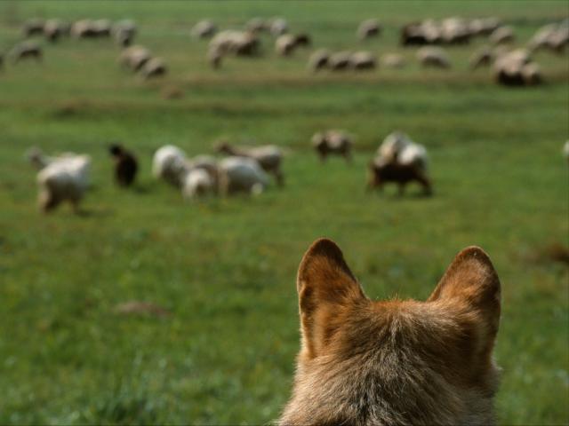 European Wolf looking at sheep grazing