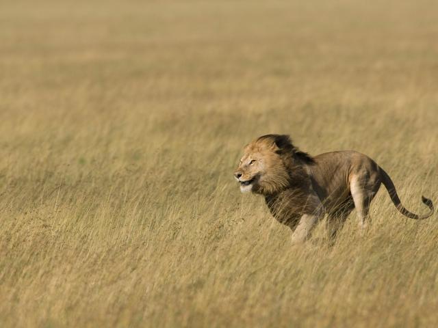 Male lion running