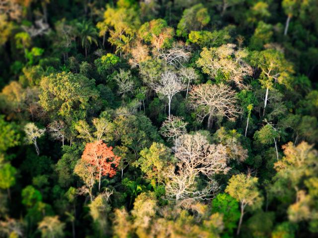 Aerial shot of Amazon rainforest in Acre, Brazil
