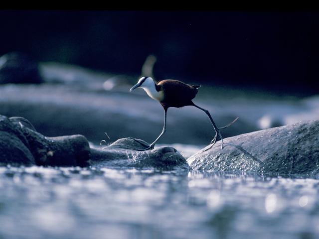 African jacana walking over Hippos