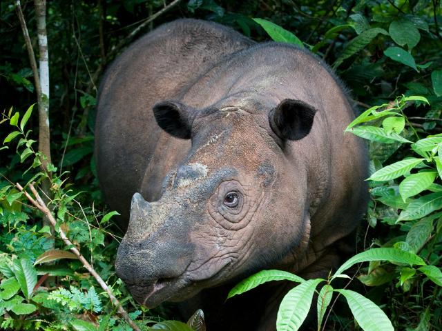 Sumatran rhino in forest brush