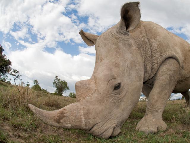 Close up of a grazing southern white rhinoceros in Kenya