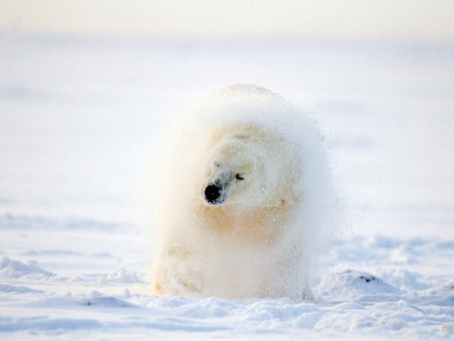 Polar bear shaking off snow