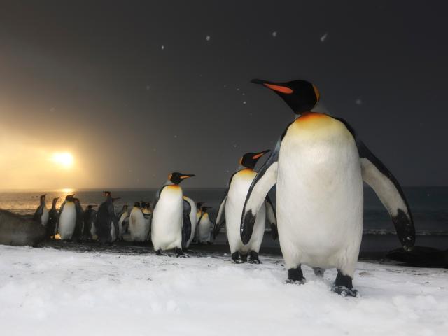 King Penguins at sunrise