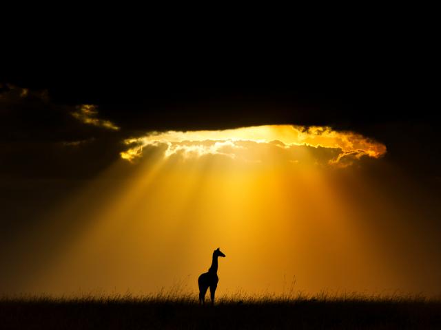 Maasai Giraffe silhouetted by the setting sun