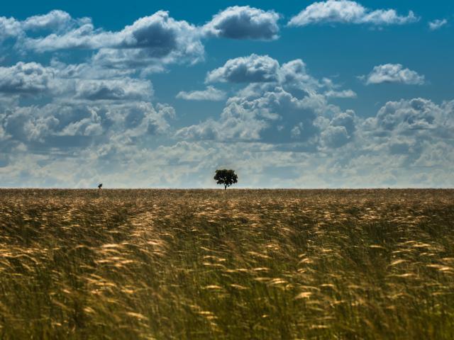 PUERTO CARREÑO, COLOMBIA - JULY 4, 2015: The savannah in the Bojonawi Natural Reserve along the Orinoco River.