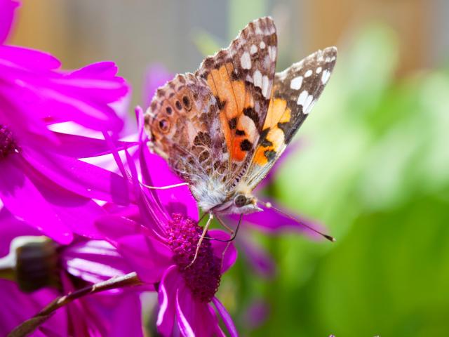 A Painted Lady butterfly feeding on garden flowers, UK.