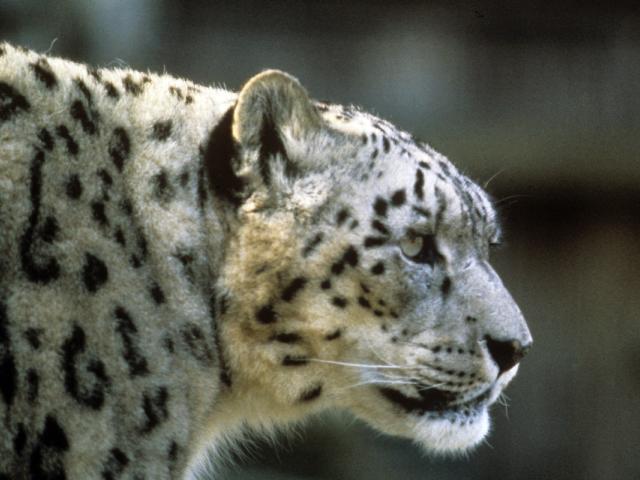 Snow leopard (Uncia uncia or Panthera uncia)