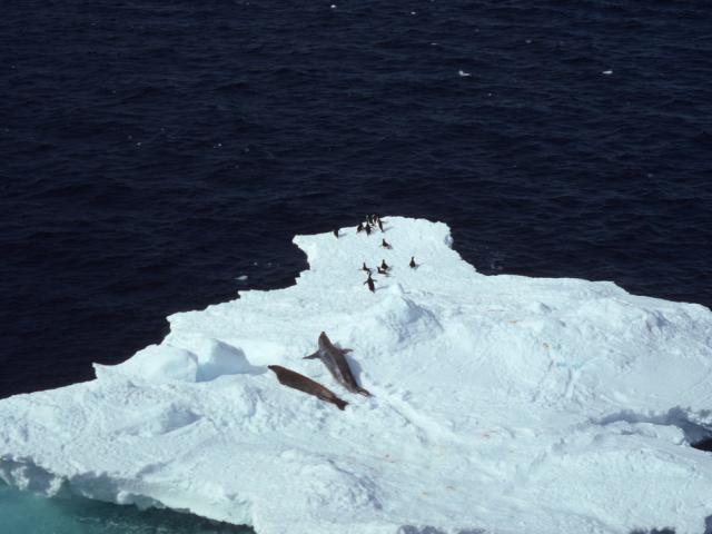 Lobodon carcinophagus & Pygoscelis adeliae Crabeater seal & Adelie penguin Several on an iceberg Antarctica