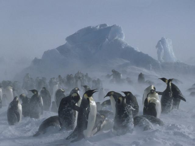 Aptenodytes forsteri Emperor penguin Adults & chicks in snow storm Dawson-Lambton Glacier, Antarctica