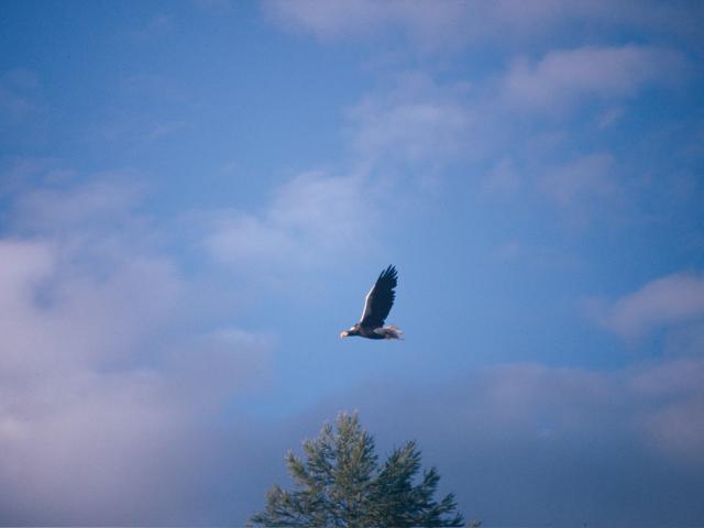 Steller's sea eagle (Haliaeetus pelagicus) flying over a Mandchurian temperate broadleaf (or deciduous forest) in the Sikhote Alin mountains along the Khor River. Amur tiger habitat. Amur region. Far East. Russian Federation