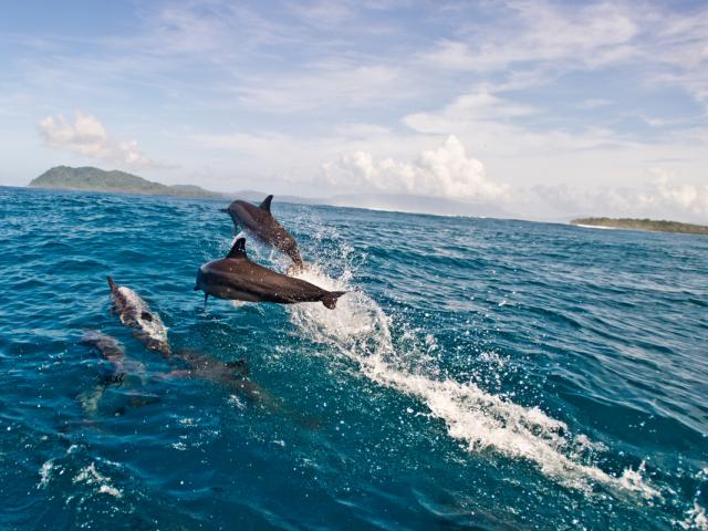 Spinner dolphins, Coast of Soloman islands