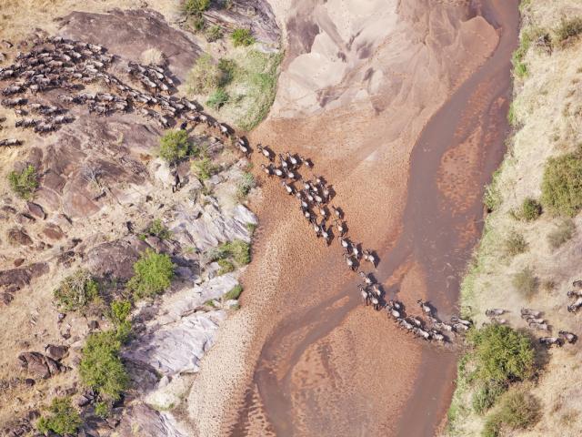 Aerial view of the Blue Wildebeest (Connochaetes taurinus) migration. Up to 1.5 million wildebeest move through the Mara/Serengeti ecosystem each year. This is one of the worlds last great animal migrations. Masai Mara National Reserve. Kenya