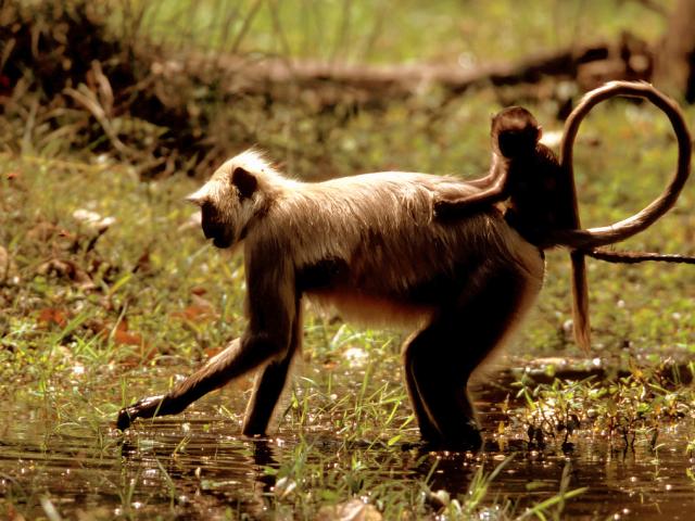 Hanuman langur or Common gray langur, Presbytis entellus, mother foraging in grass with young on her back . Bandhavgarh National Park, Madhya Pradesh, India