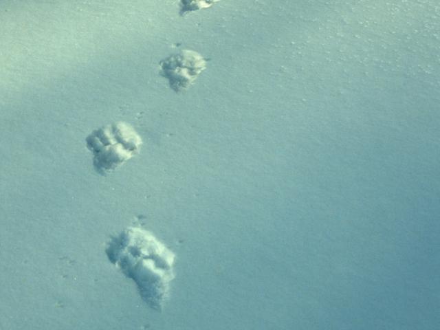 Tracks of wild Amur leopard in snow (Panthera pardus orientalis) Kedrovapad NR, Far East Russia,