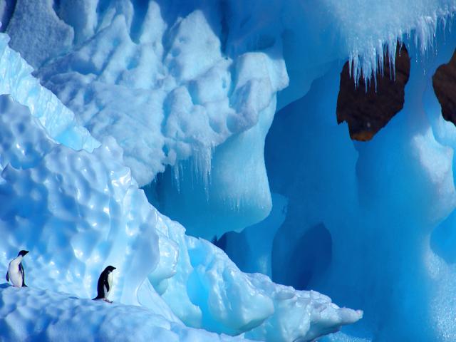 Two Adelie Penguins (Pygoscelis adeliae) on iceberg, Antarctica