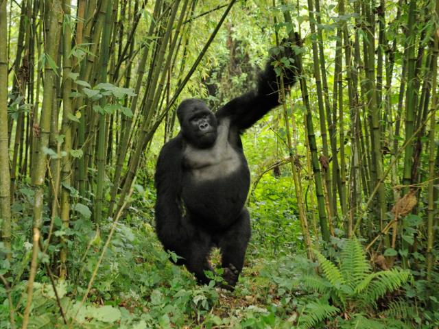 Mountain Gorilla (Gorilla beringei) silverback drunk on bamboo shoots Rwanda.Note - if gorillas eat an excess of bamboo shoots they can become intoxicated