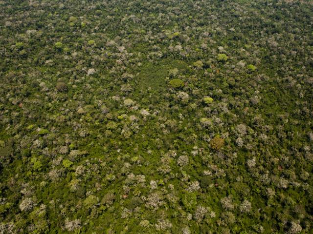 An aerial view of the Amazon rainforest