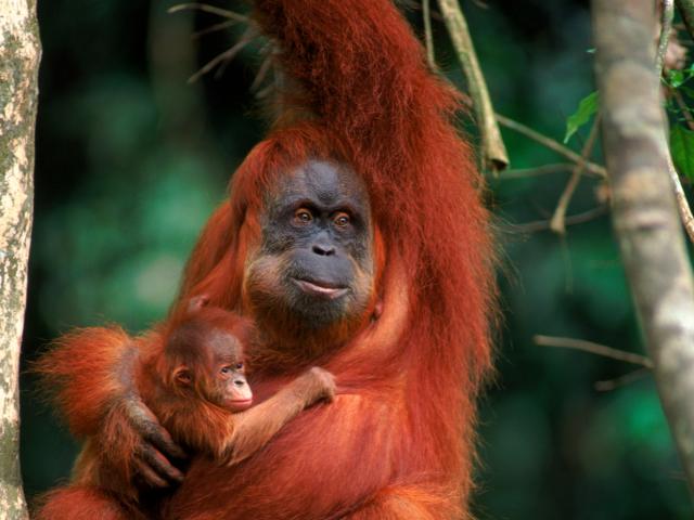 Orang utan female called Suma with male baby