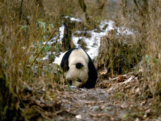 Panda sniffing the ground